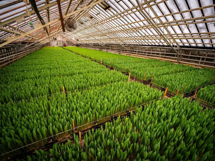 Agricoltura di precisione