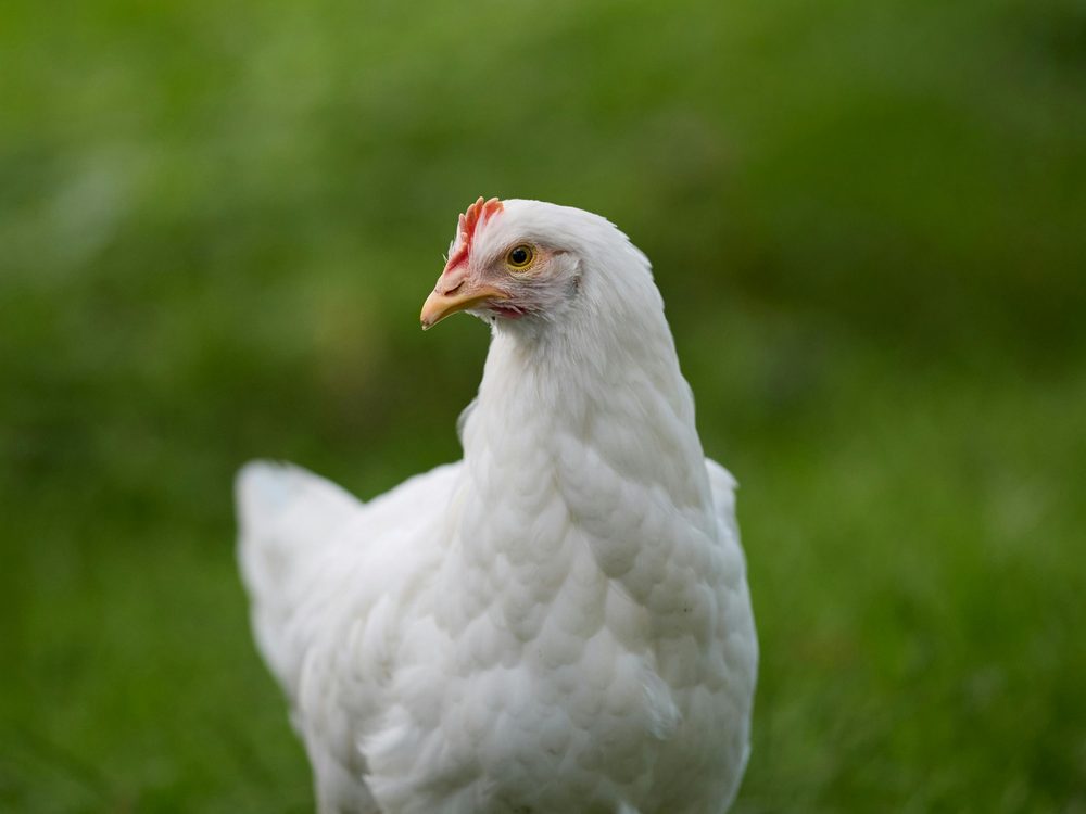 Benessere animale
